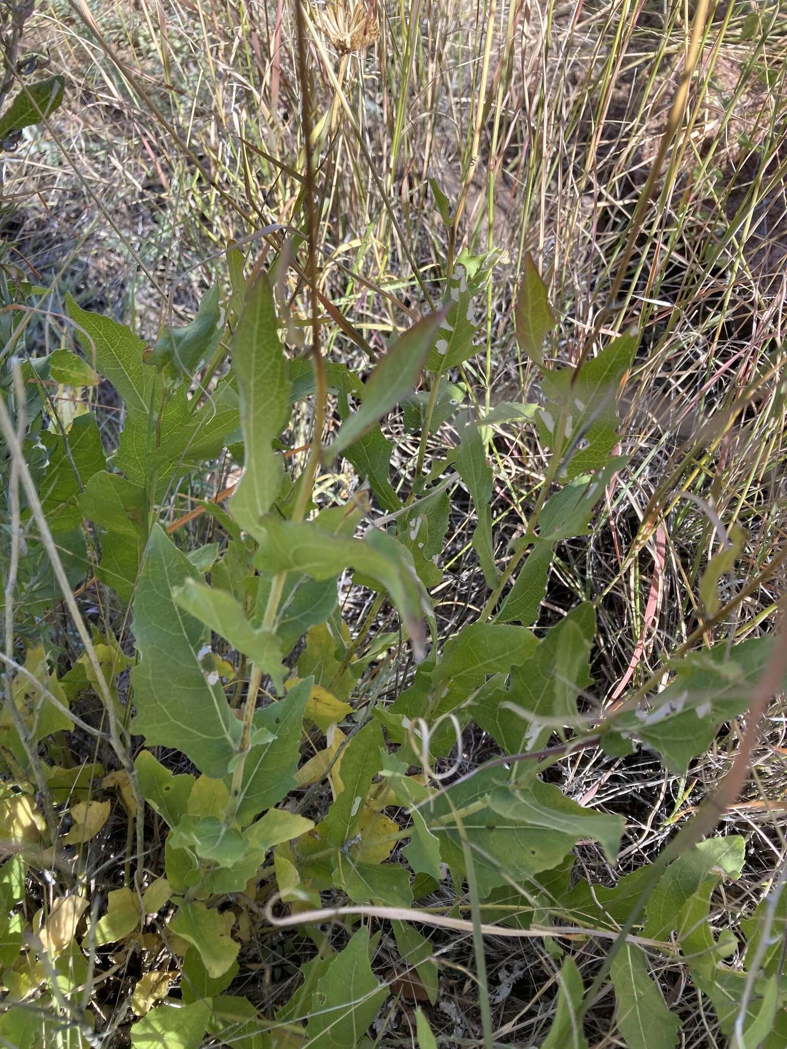 Image of Rothrock's crownbeard