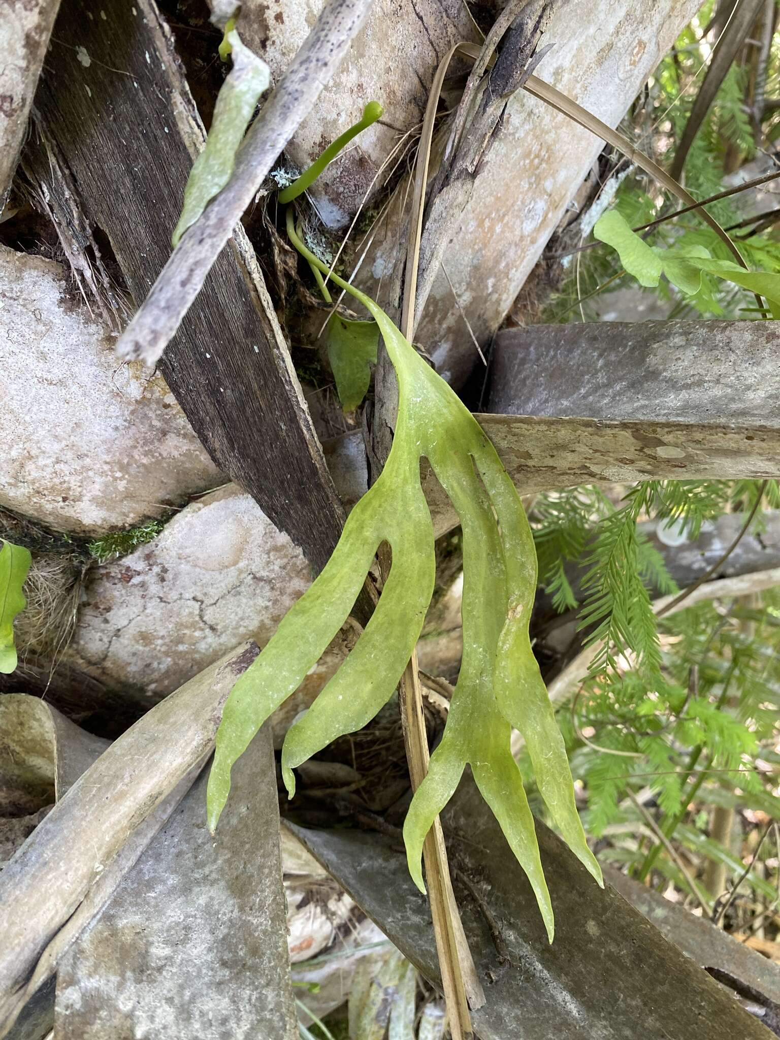 Image of cheiroglossa fern