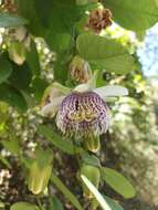 Image of sea anemone passion flower