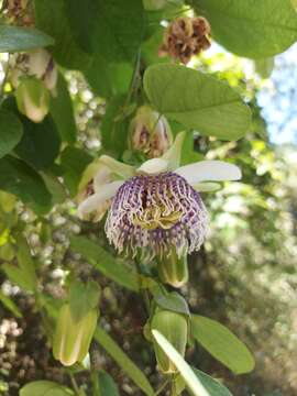 Sivun Passiflora actinia Hook. kuva