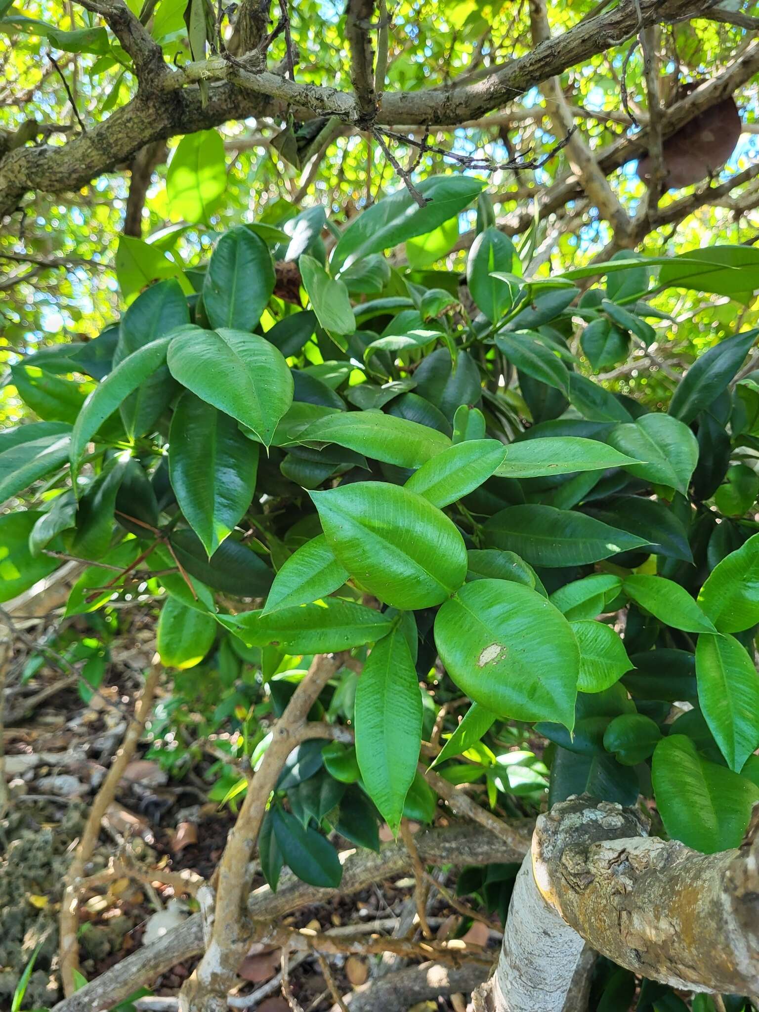 Слика од Garcinia portoricensis (Urb.) Alain H. Liogier