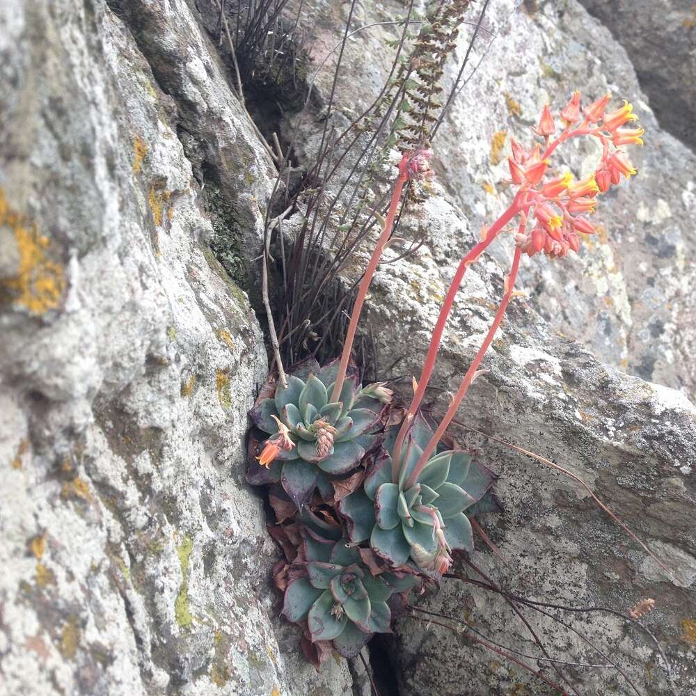 Image of Echeveria subalpina Rose & Purpus