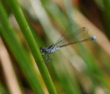 Ischnura pruinescens (Tillyard 1906) resmi