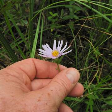 Image of bog aster