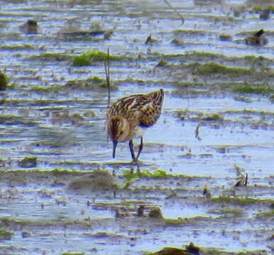 Plancia ëd Calidris minuta (Leisler 1812)