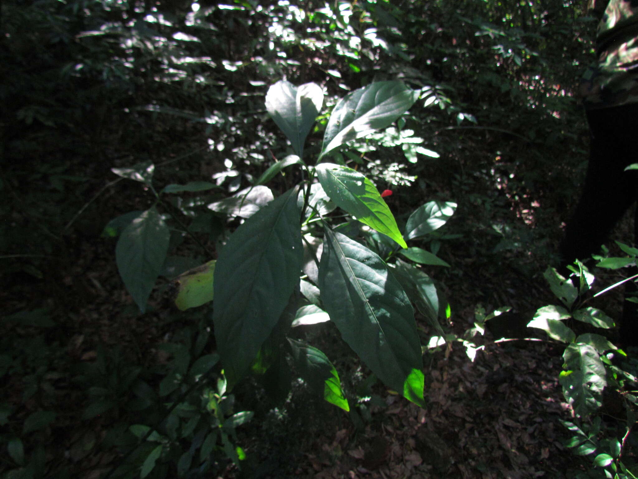 Image of Ruellia angustiflora (Nees) Lindau