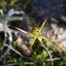 Caladenia caesarea subsp. maritima Hopper & A. P. Br. resmi