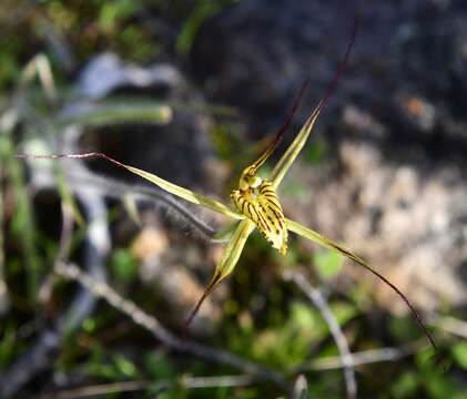 Image of Cape spider orchid