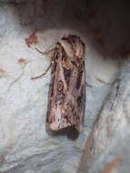 Agrotis vestigialis Hüfnagel 1766的圖片