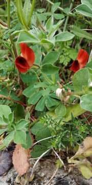 Image of Winged Pea