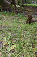 Image of Allium siculum subsp. dioscoridis (Sm.) K. Richt.