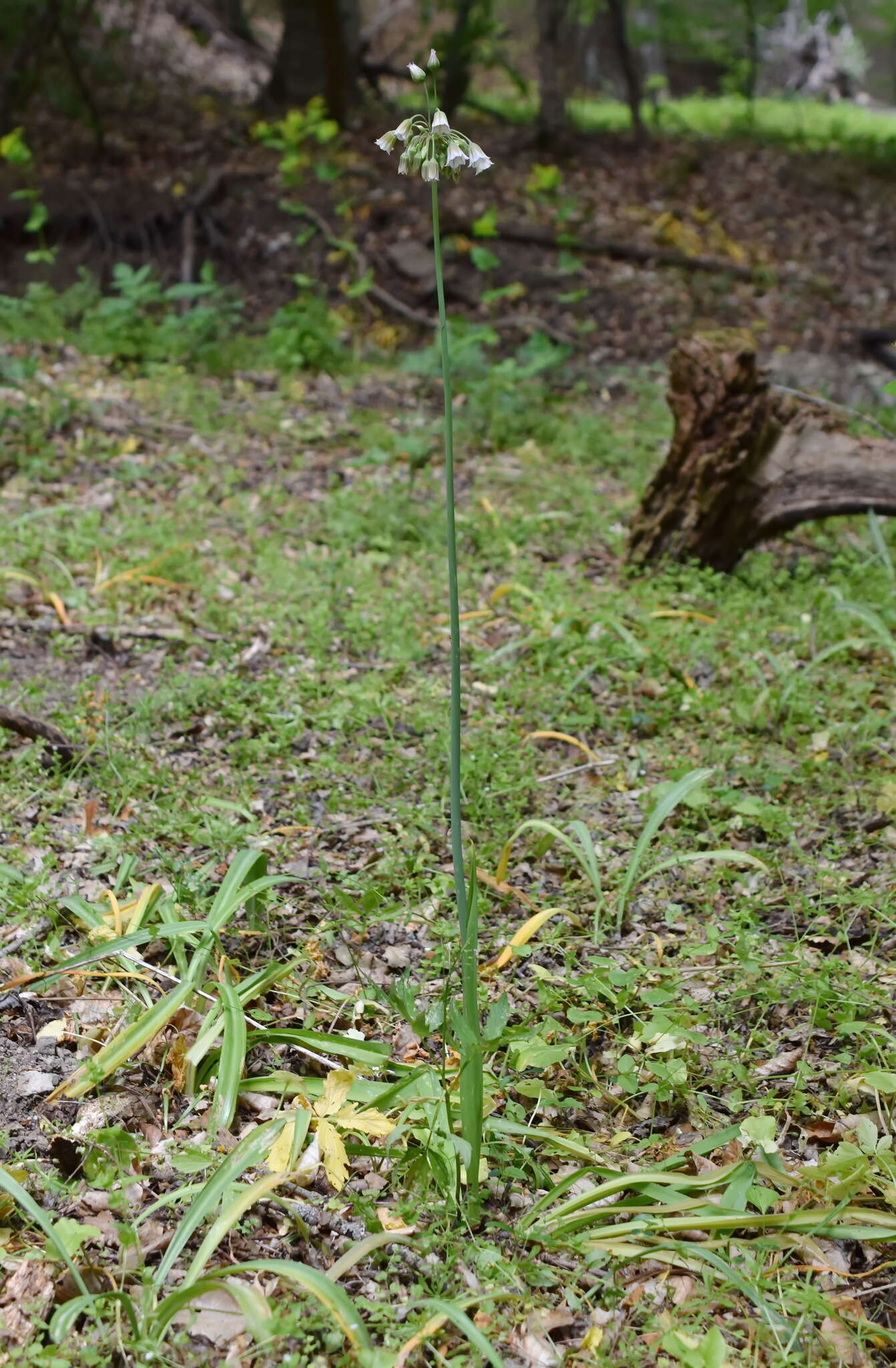 Image of Allium siculum subsp. dioscoridis (Sm.) K. Richt.