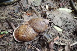 صورة Megalobulimus dryades Fontenelle, Simone & Cavallari 2021