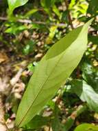 Image of Litsea australis B. P. M. Hyland