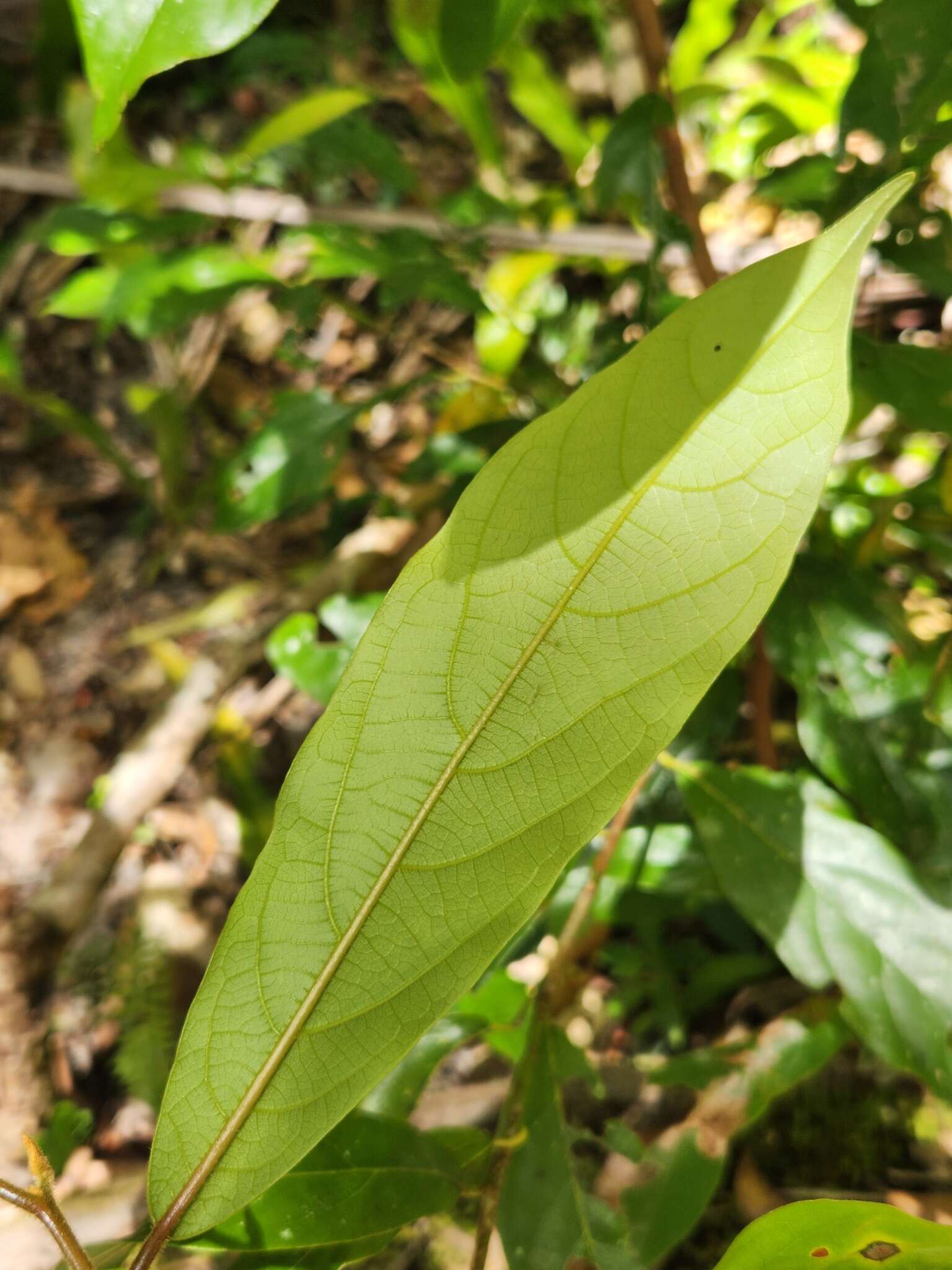 Слика од Litsea australis B. P. M. Hyland