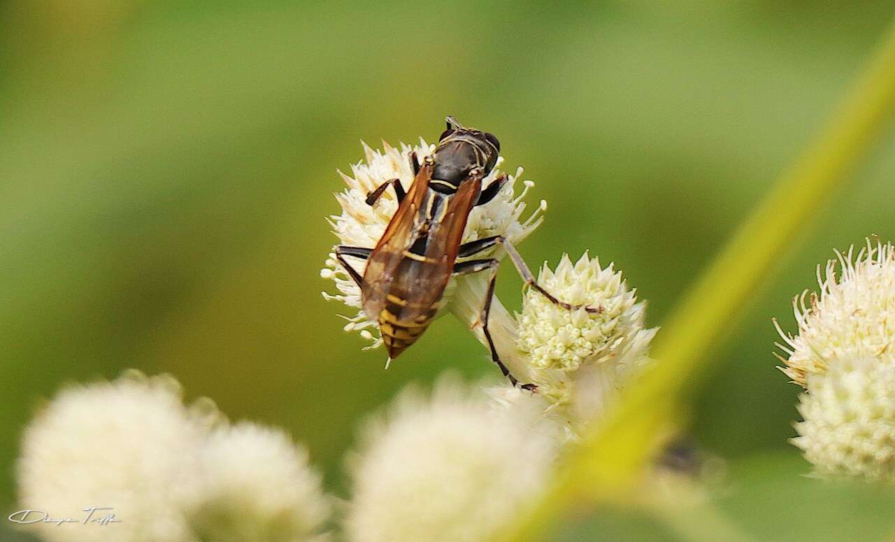 Image of Polistes cinerascens de Saussure 1854