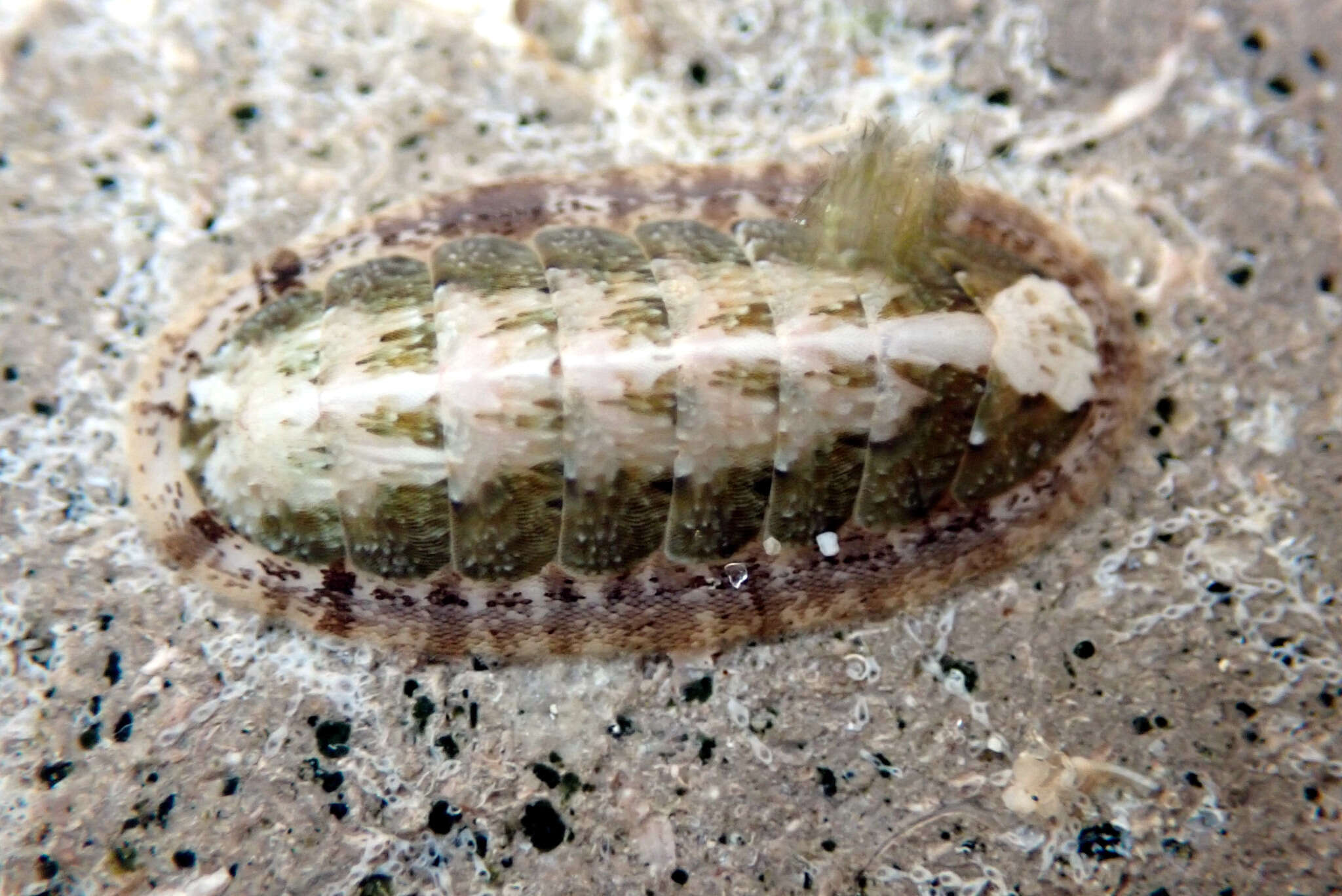 Imagem de Ischnochiton elongatus (Blainville 1825)