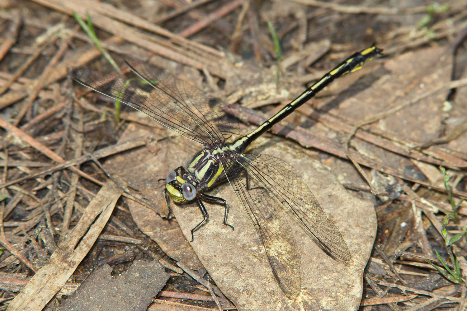 Image of Phanogomphus oklahomensis (Pritchard 1935)