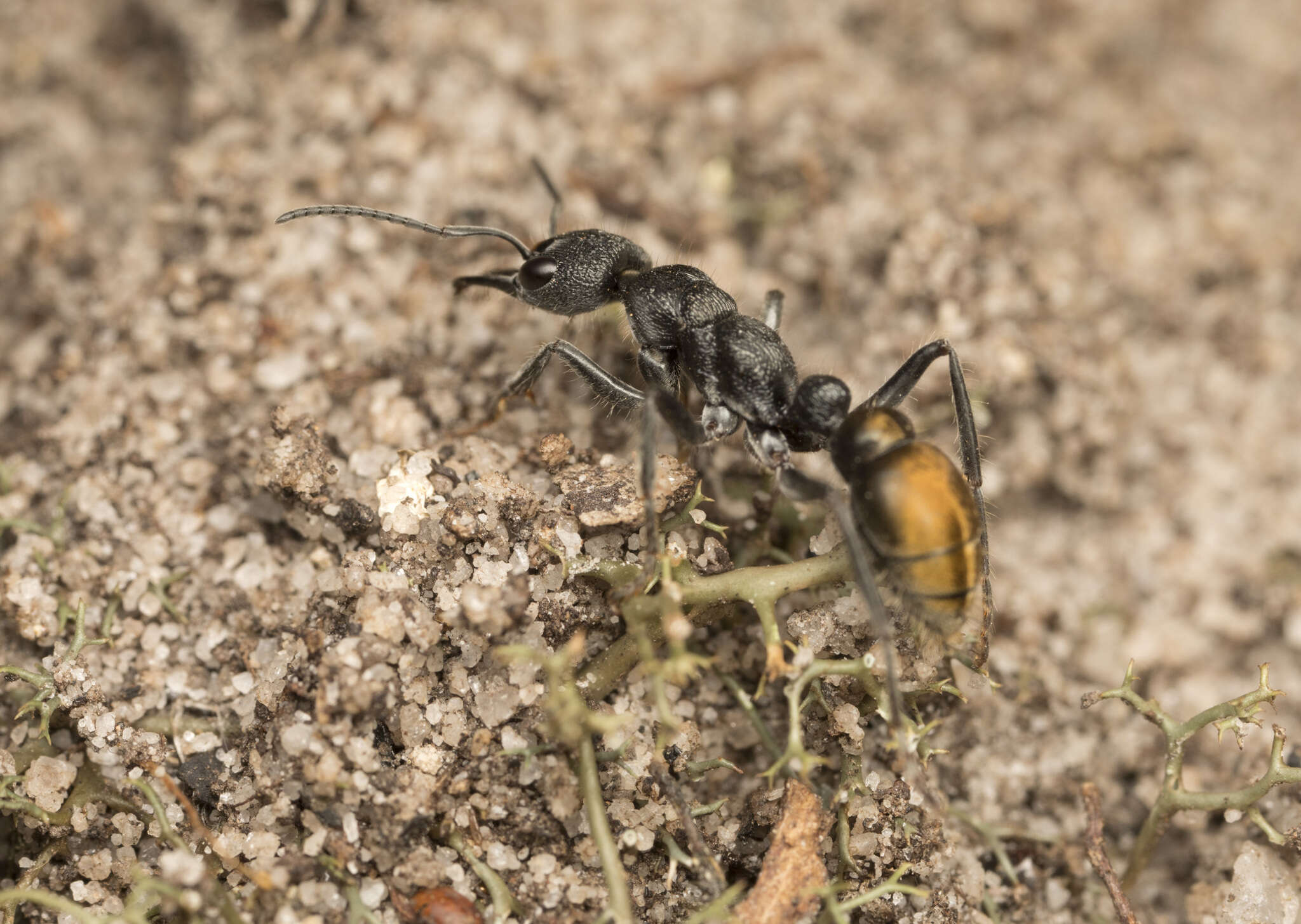 Image of Myrmecia queenslandica Forel 1915