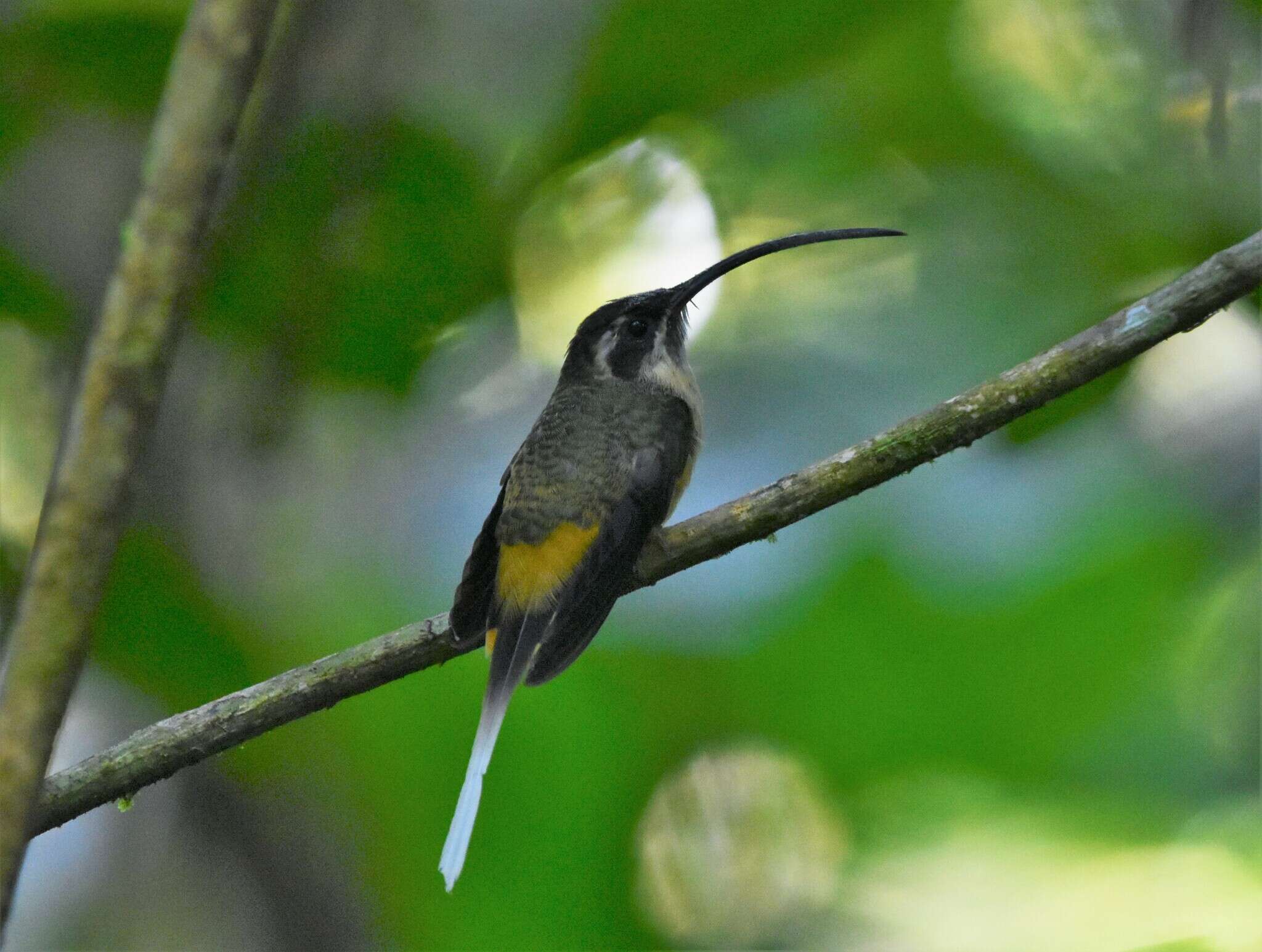 Image of Tawny-bellied Hermit