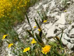 Image of Pacific foxtail