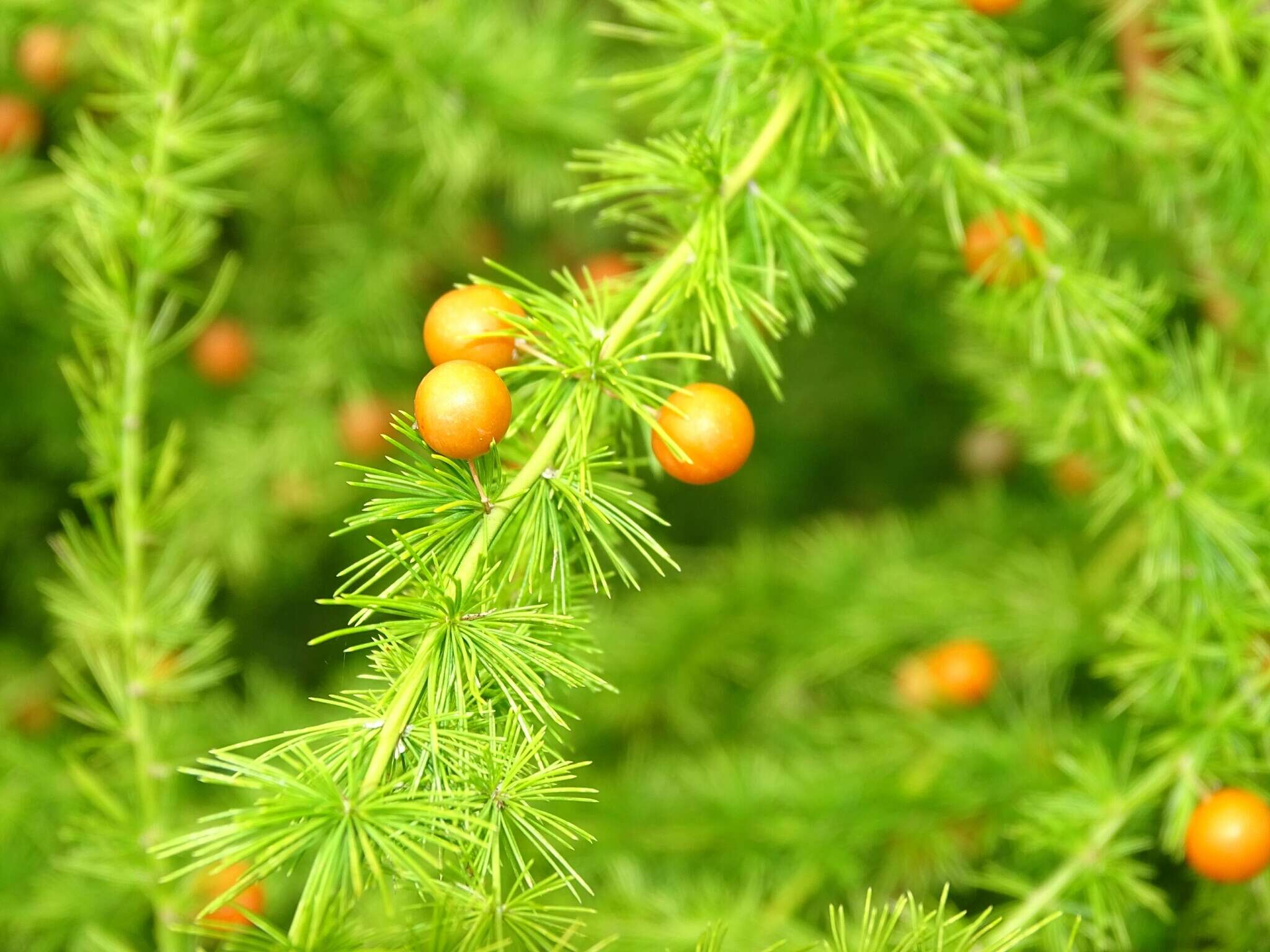 Image of Asparagus flagellaris (Kunth) Baker