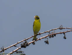 Image of Yellow-breasted Greenfinch