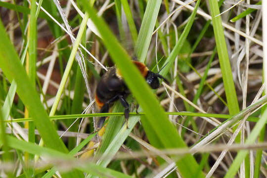 Image of Bombus bellicosus Smith 1879