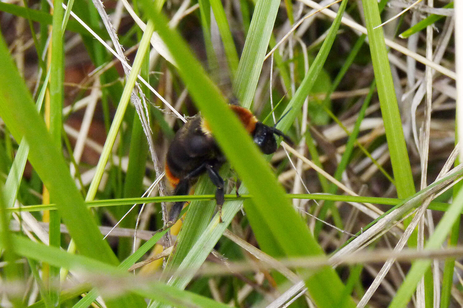 Imagem de Bombus bellicosus Smith 1879