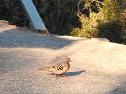 Image of Common Bronzewing