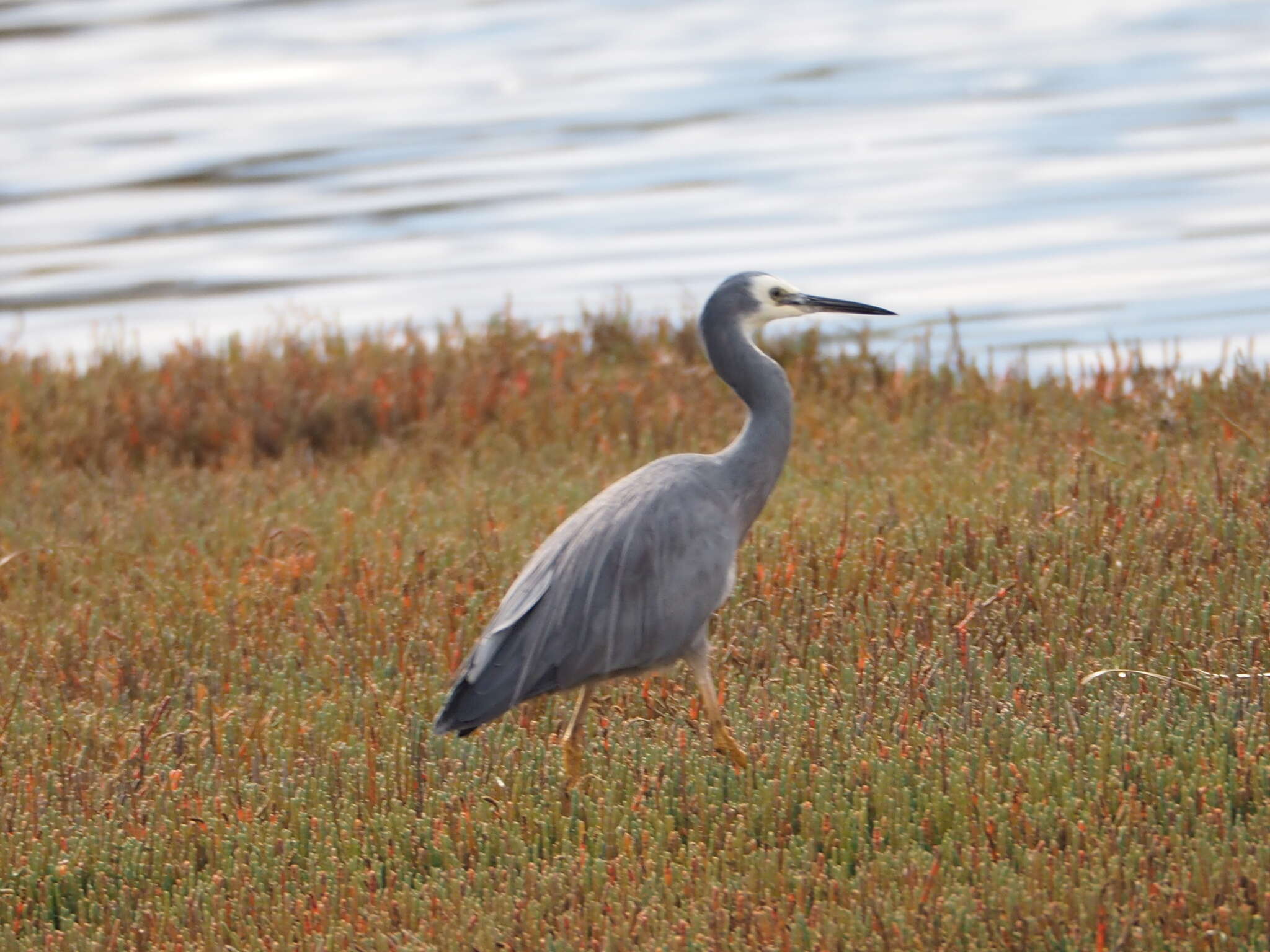 Image of Egretta novaehollandiae novaehollandiae