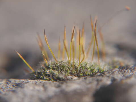 泛生牆苔的圖片