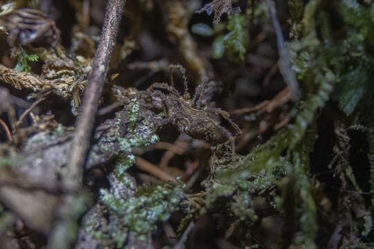 Image of Pristobunus acuminatus (Hogg 1920)