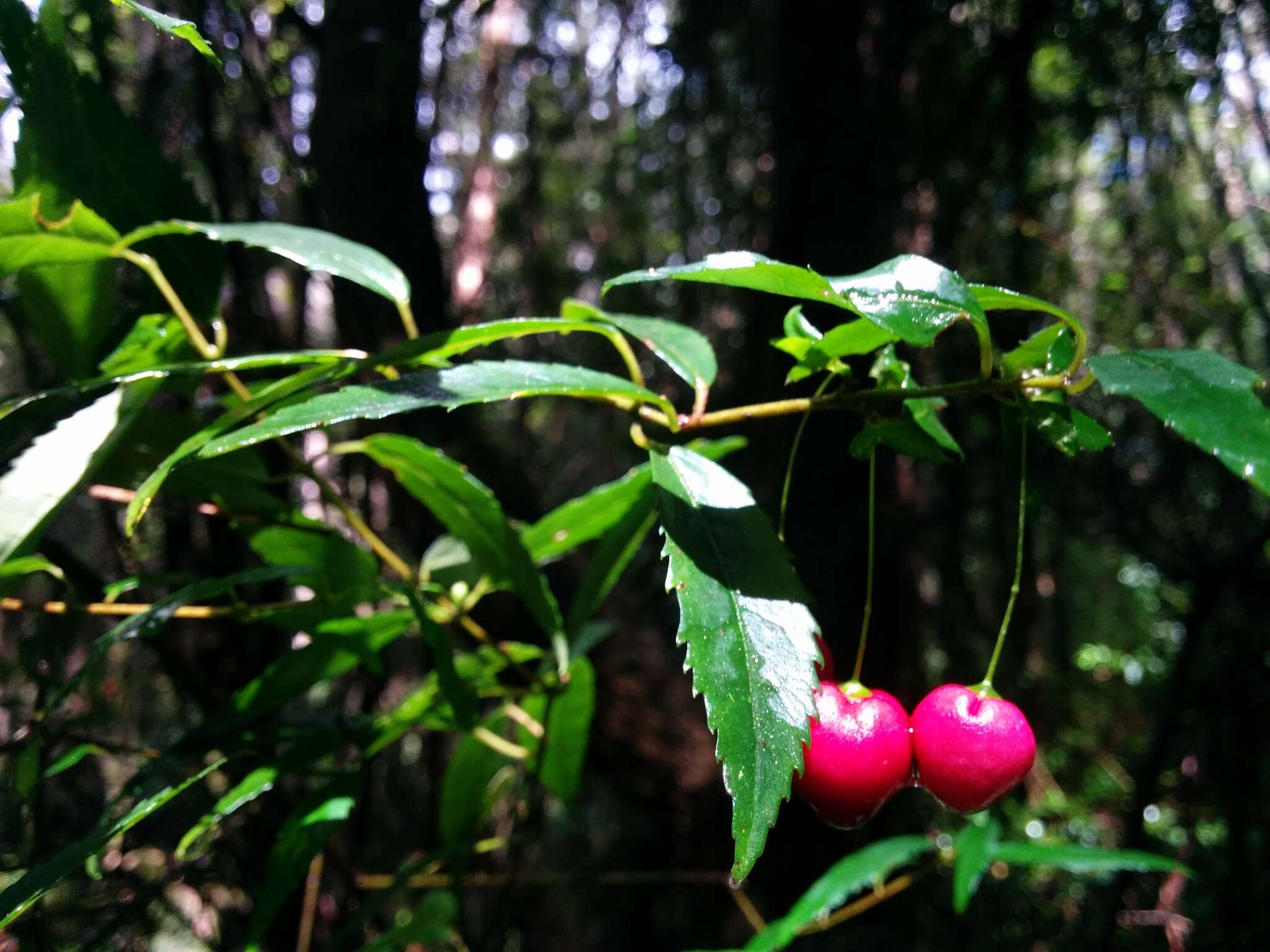 Image of Aristotelia peduncularis (Labill.) J. D. Hook.