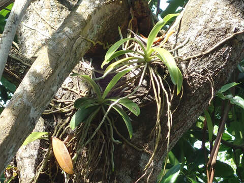 Imagem de Phalaenopsis cornu-cervi (Breda) Blume & Rchb. fil.