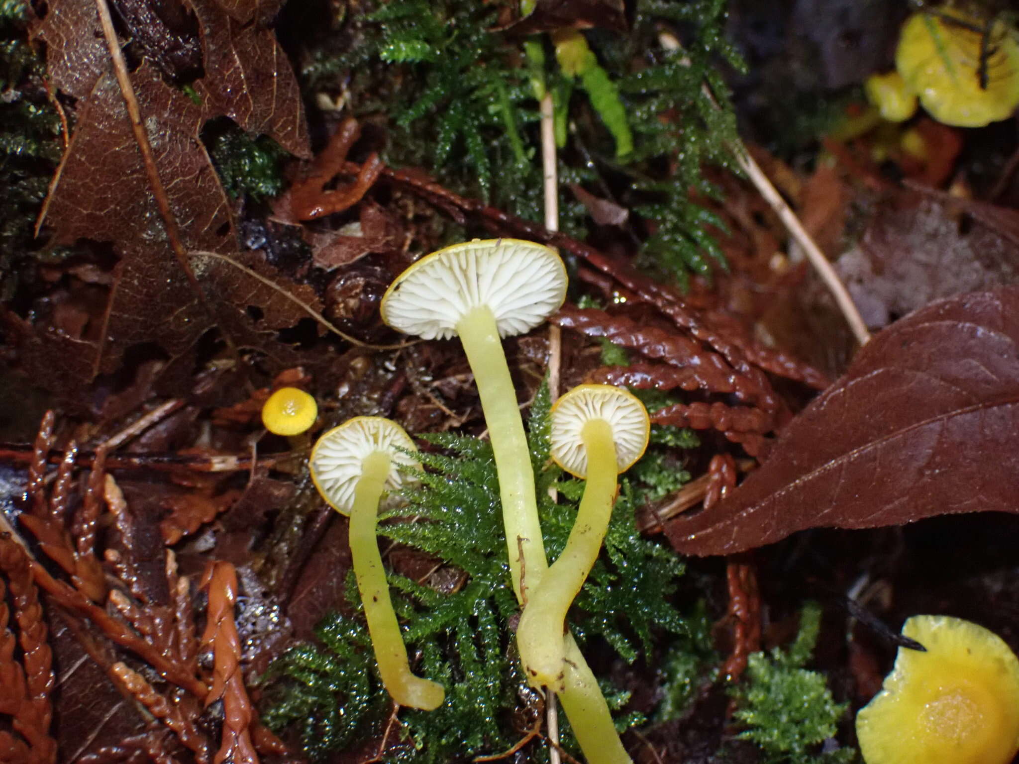 Image of Hygrocybe ceracea (Sowerby) P. Kumm. 1871