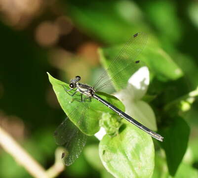 Sivun Griseargiolestes intermedius (Tillyard 1913) kuva