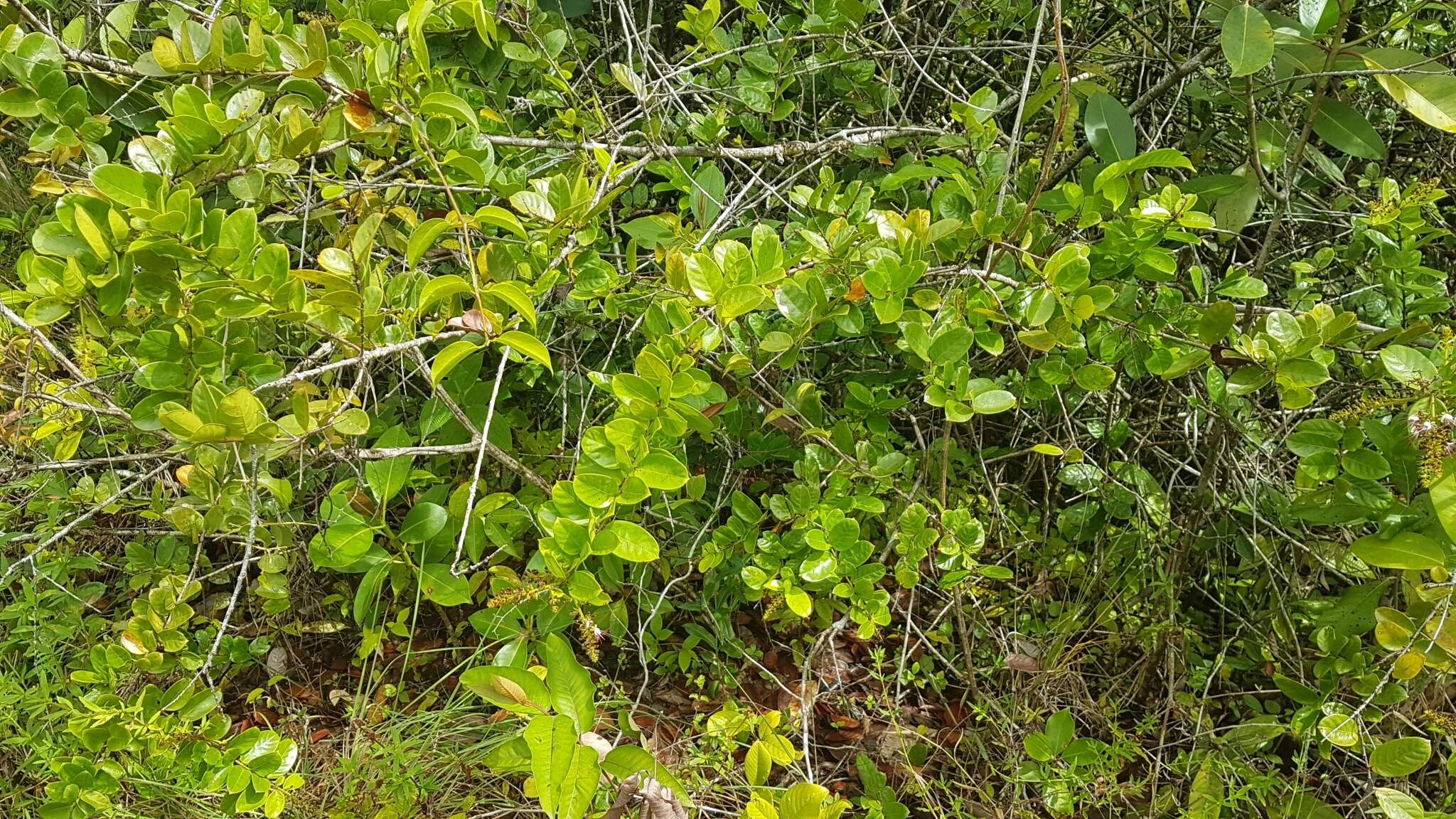 Plancia ëd Hirtella paniculata Sw.