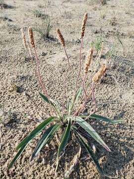 Image de Plantago canescens Adams