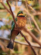 Image of Cinnamon-breasted Bee-eater