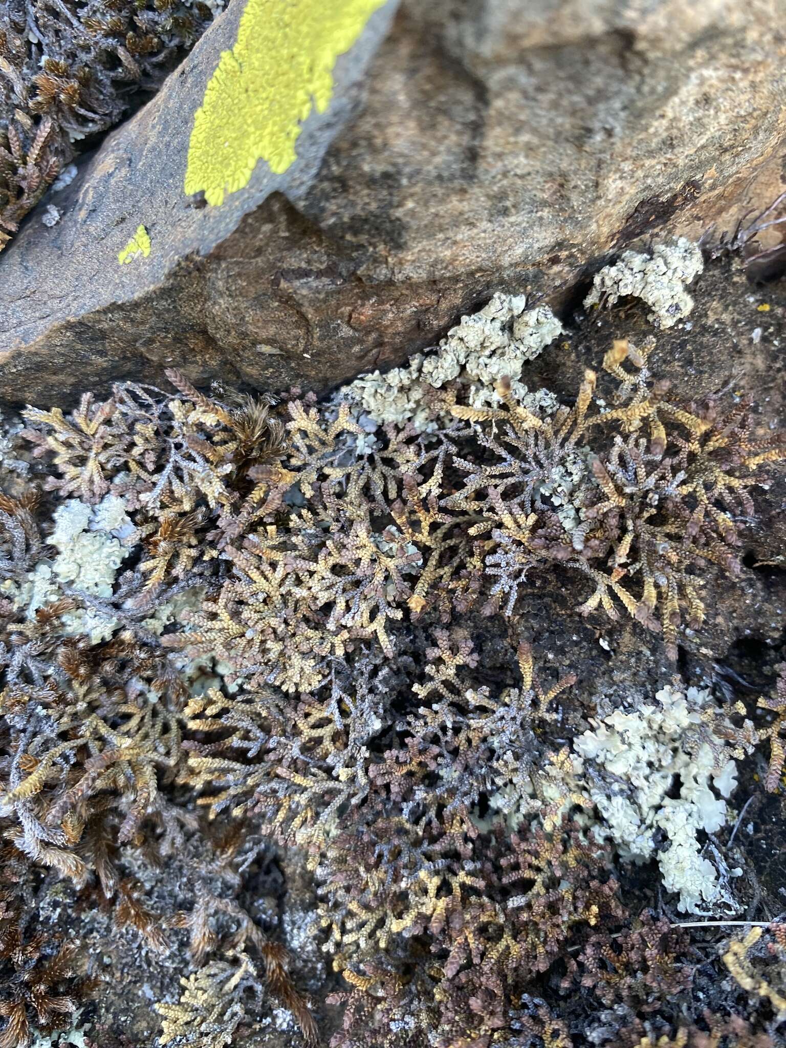 Sivun Selaginella sanguinolenta (L.) Spring kuva