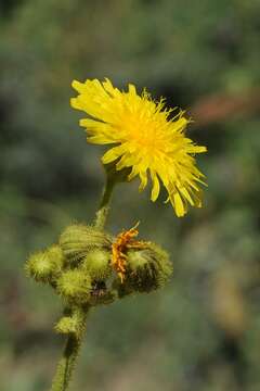 Image of marsh sow-thistle