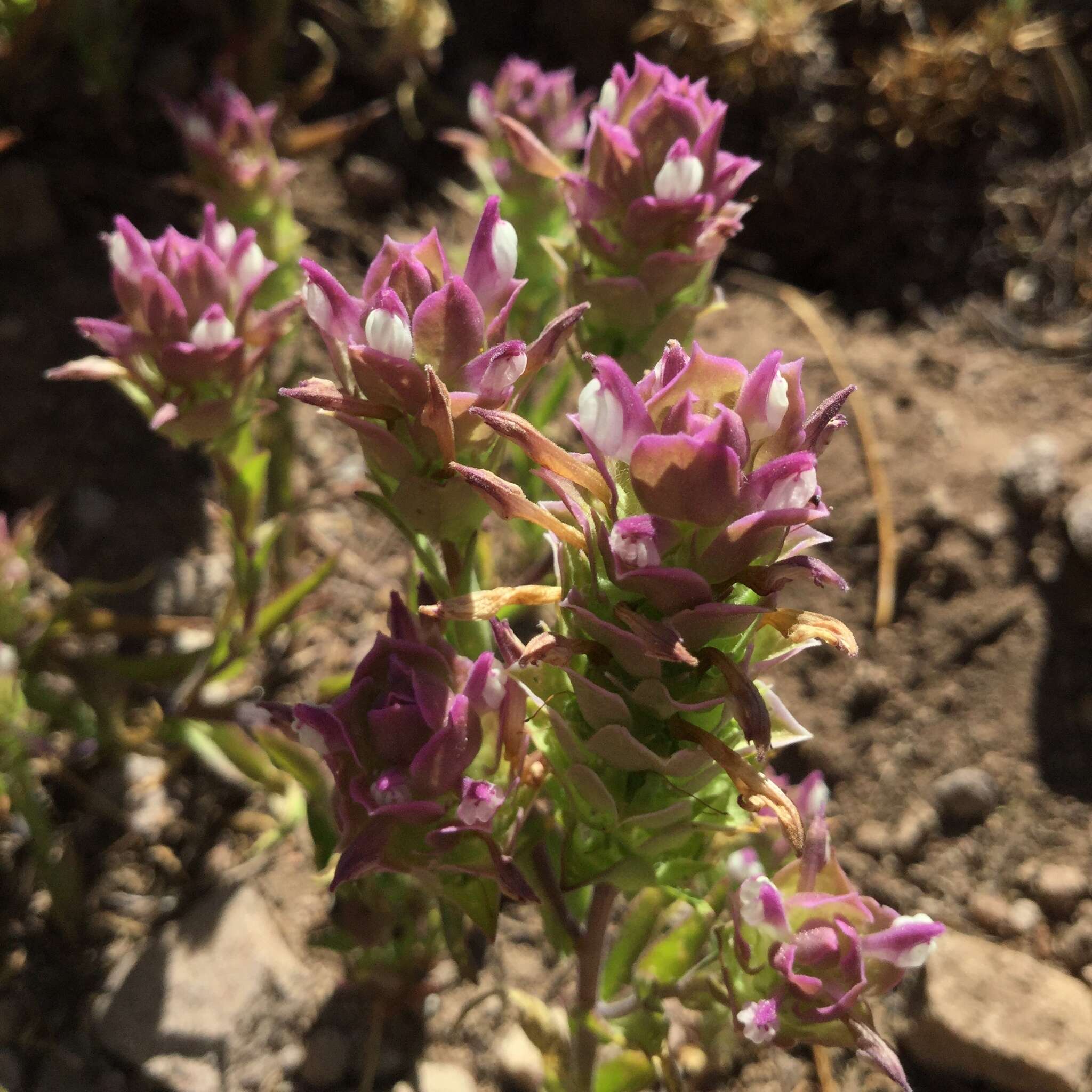 Image of toothed owl's-clover