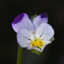 Image of Viola arvensis subsp. megalantha Nauenb.