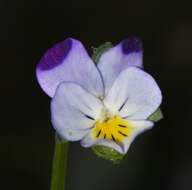 Слика од Viola arvensis subsp. megalantha Nauenb.