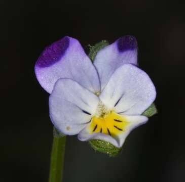 Image of Viola arvensis subsp. megalantha Nauenb.
