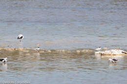 Image of Fairy Tern