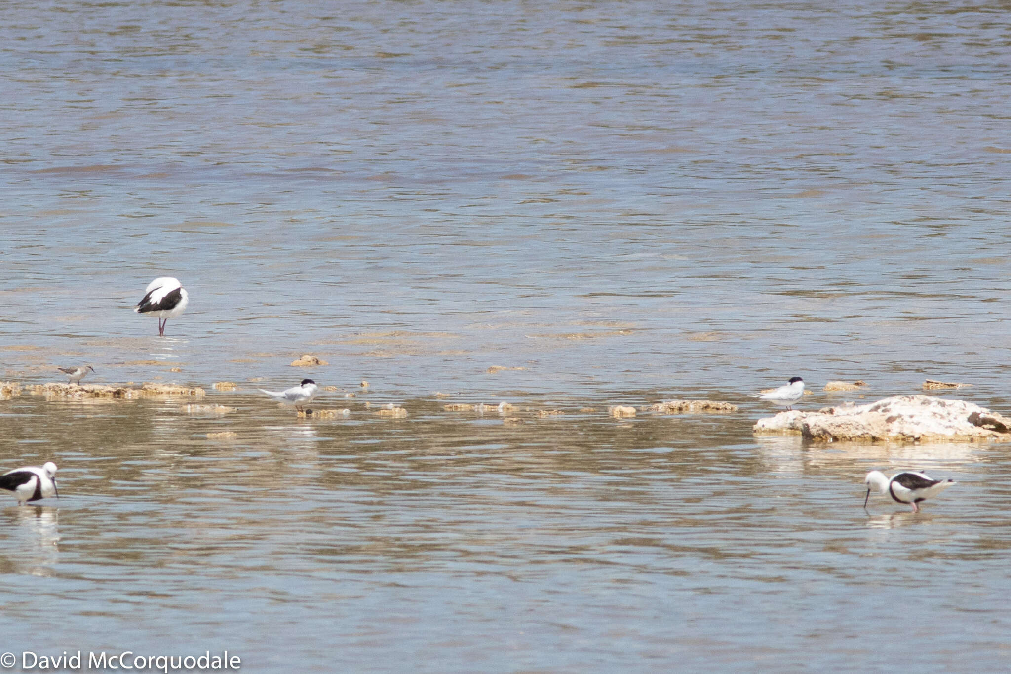 Image of Fairy Tern