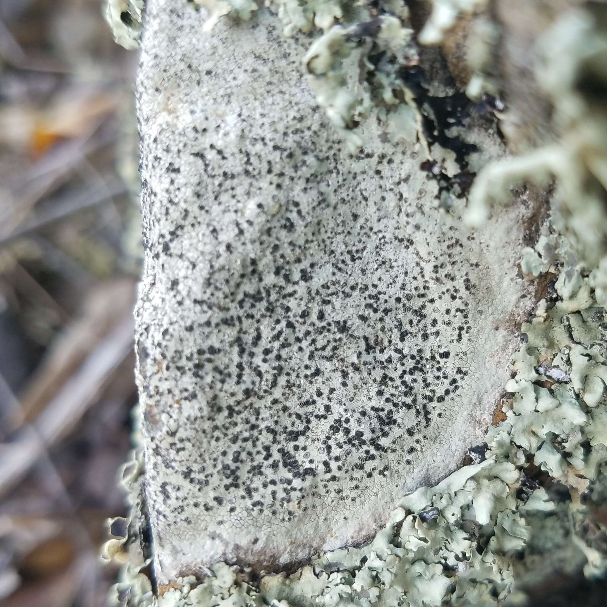 Image of disc lichen