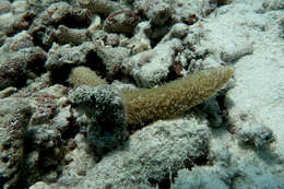 Image of Feather Coral